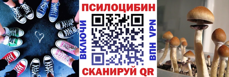как найти закладки Бежецк Псилоцибиновые грибы Psilocybine cubensis